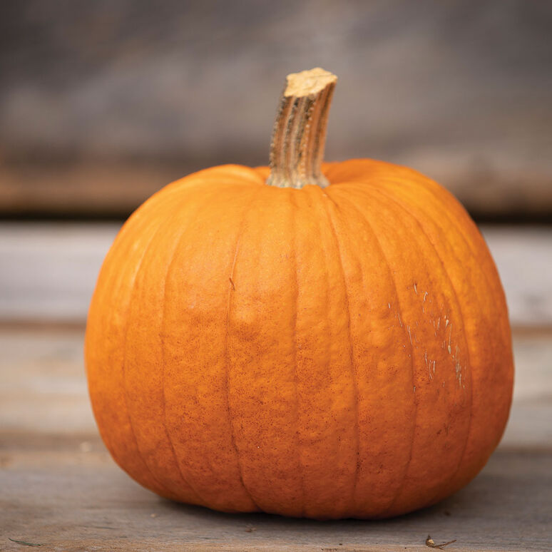 Home Health Aides pumpkin season
